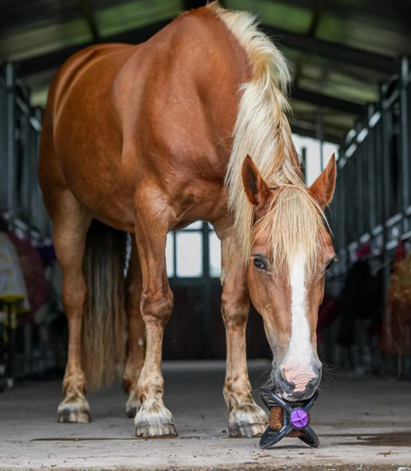 Bizzy Horse Bizzy Ball Outlet