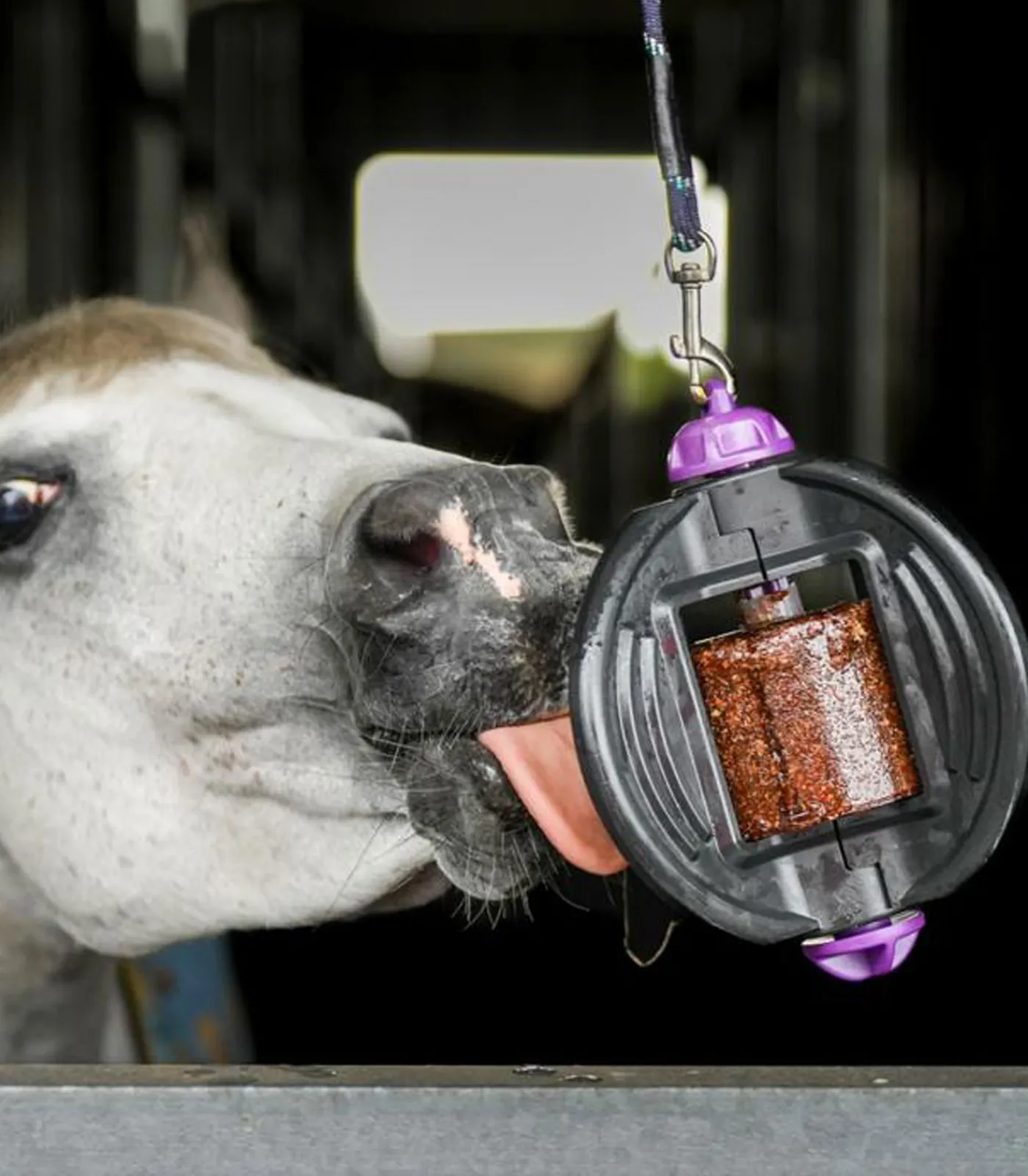 Bizzy Horse Bizzy Ball Outlet