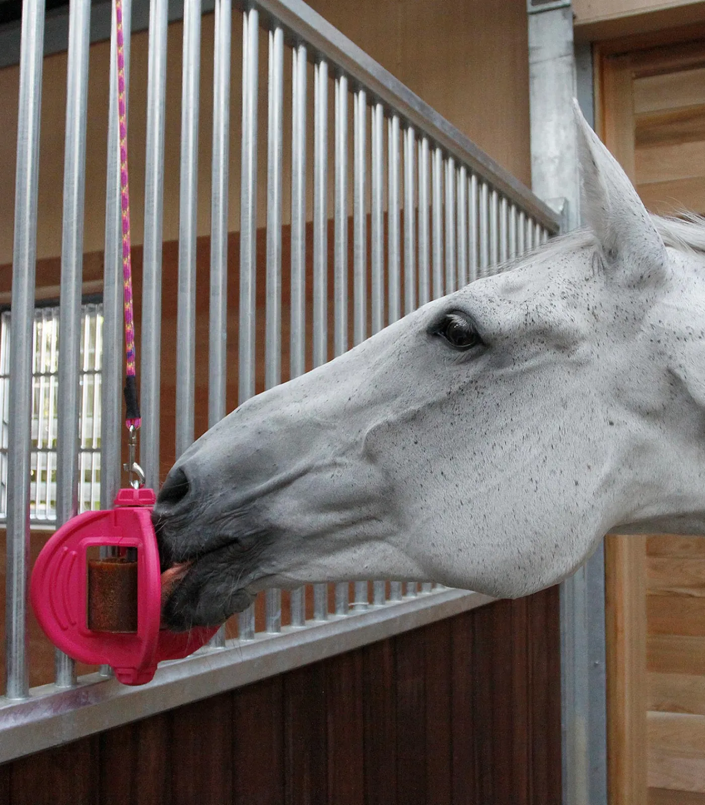 Bizzy Horse Bizzy Ball Outlet