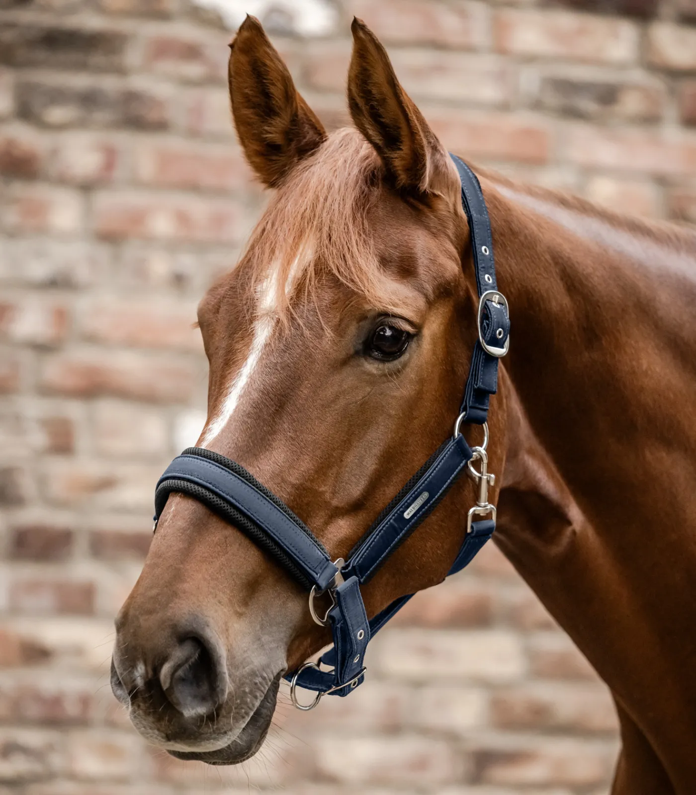Waldhausen Halfter Breath