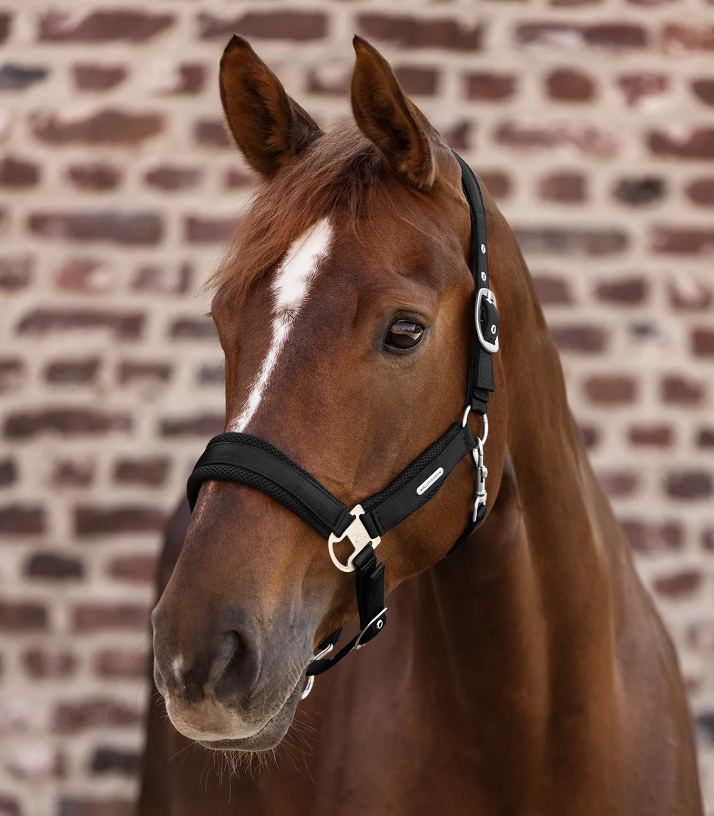Waldhausen Halfter Breath
