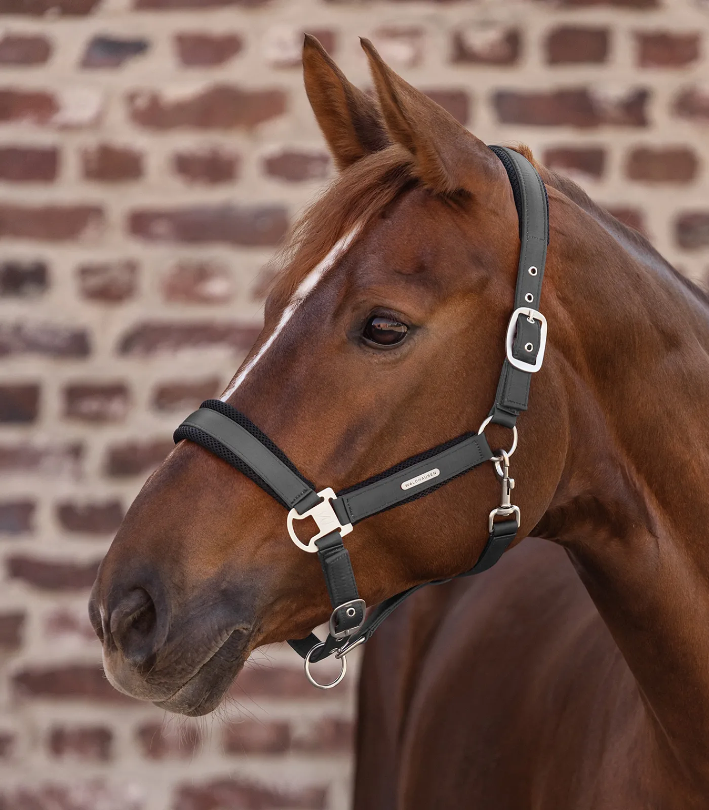 Waldhausen Halfter Breath