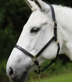 STAR Lederhalfter Robust schwarz Sale