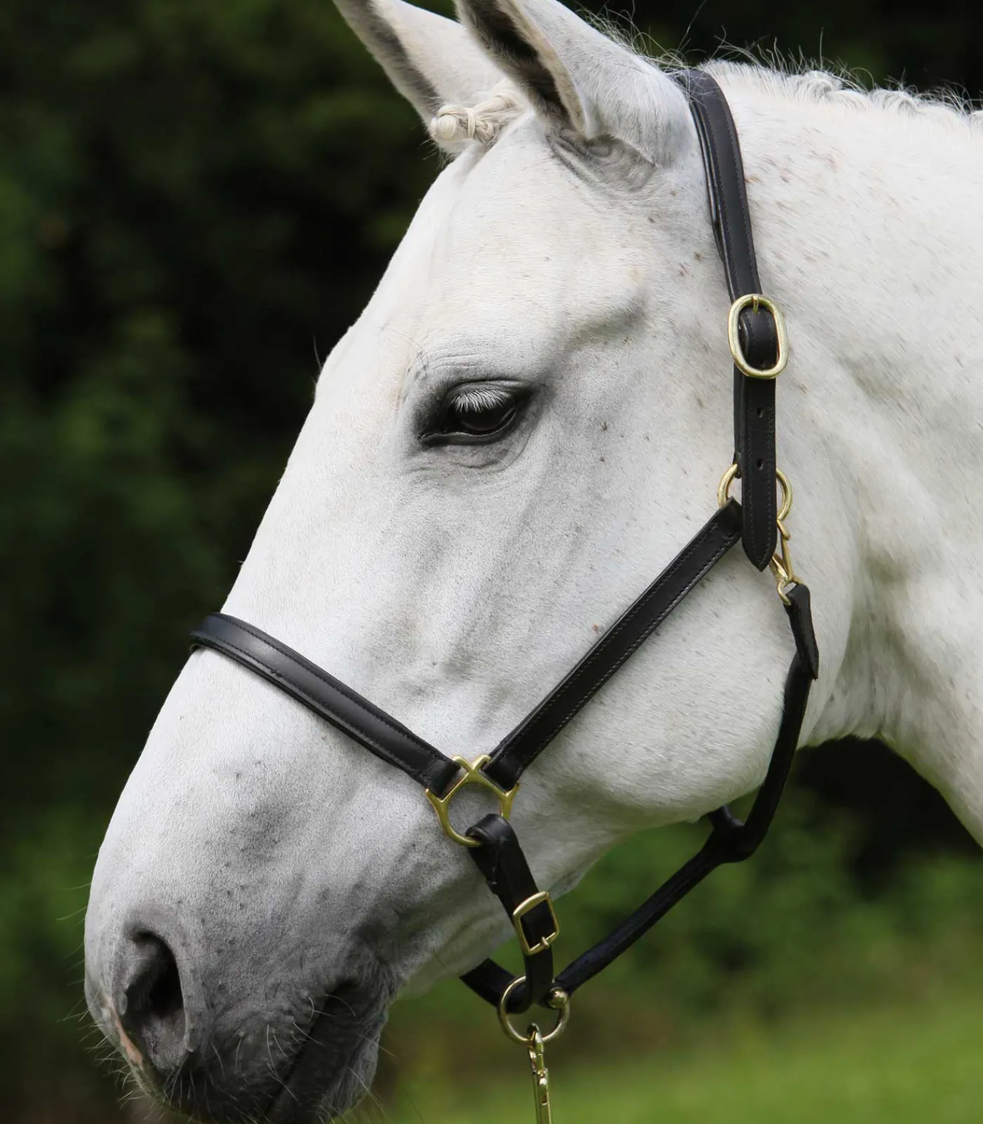 STAR Lederhalfter Robust schwarz Sale